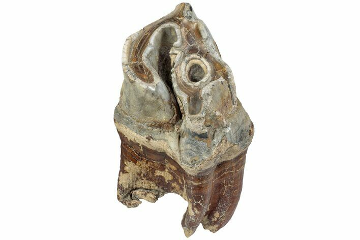 Fossil Woolly Rhino (Coelodonta) Tooth - Siberia #225176